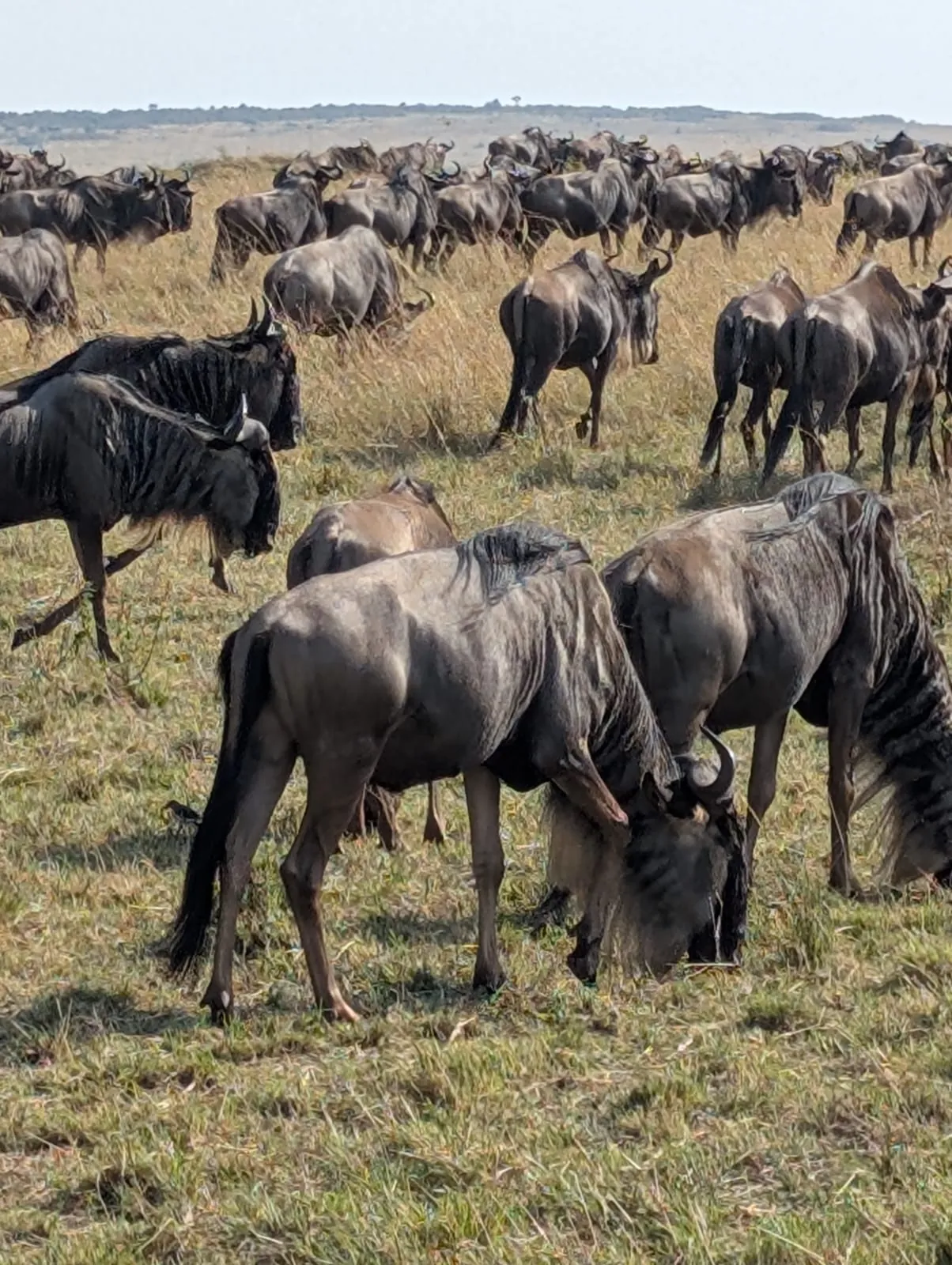 Wildebeest herd grazing on open grass