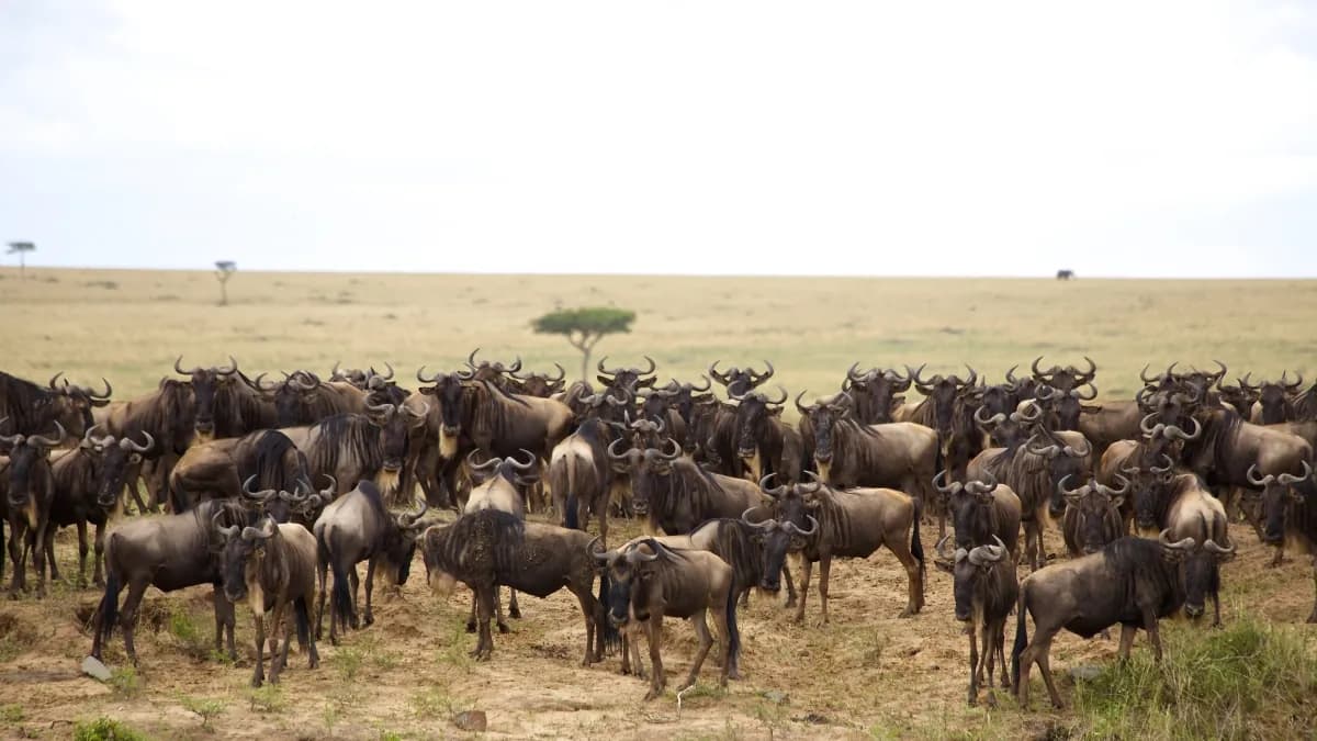 Wildebeest herd grazing on open plains