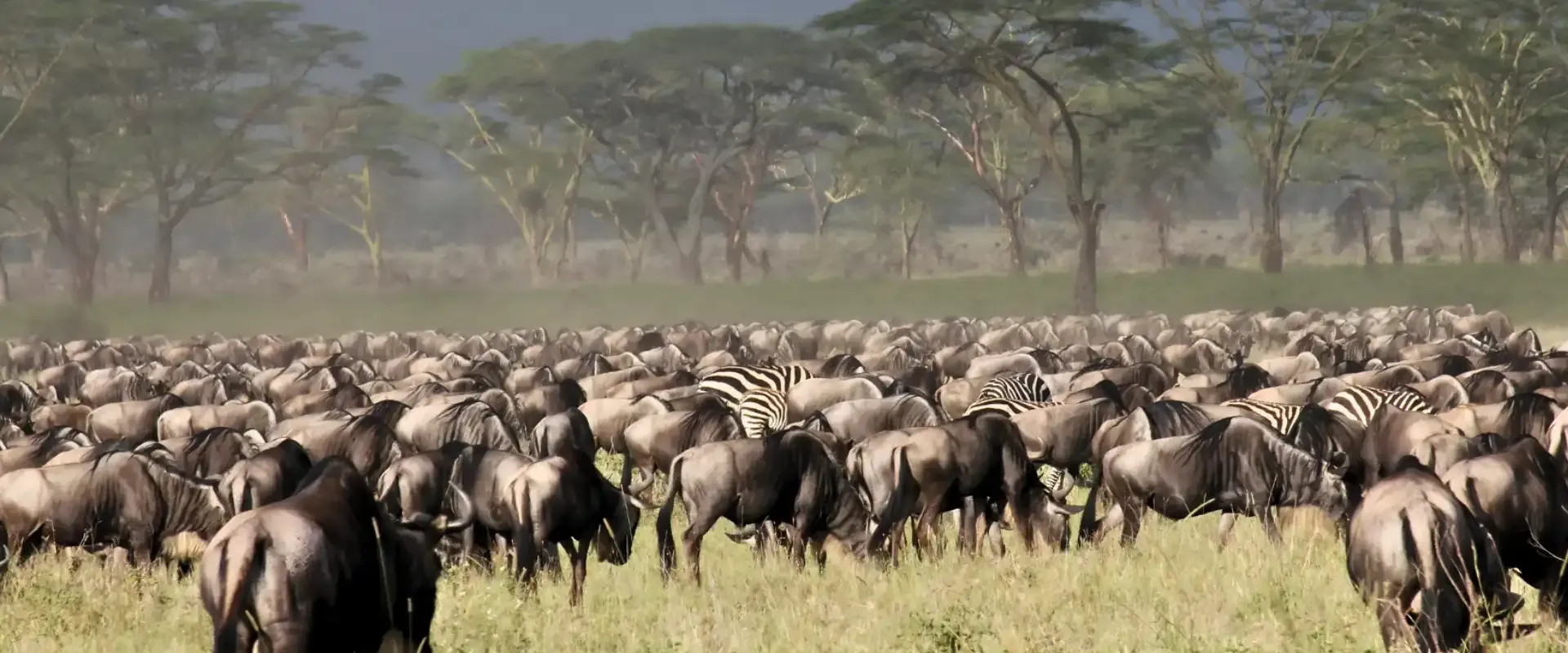 Wildebeest herd beside woodland in morning haze