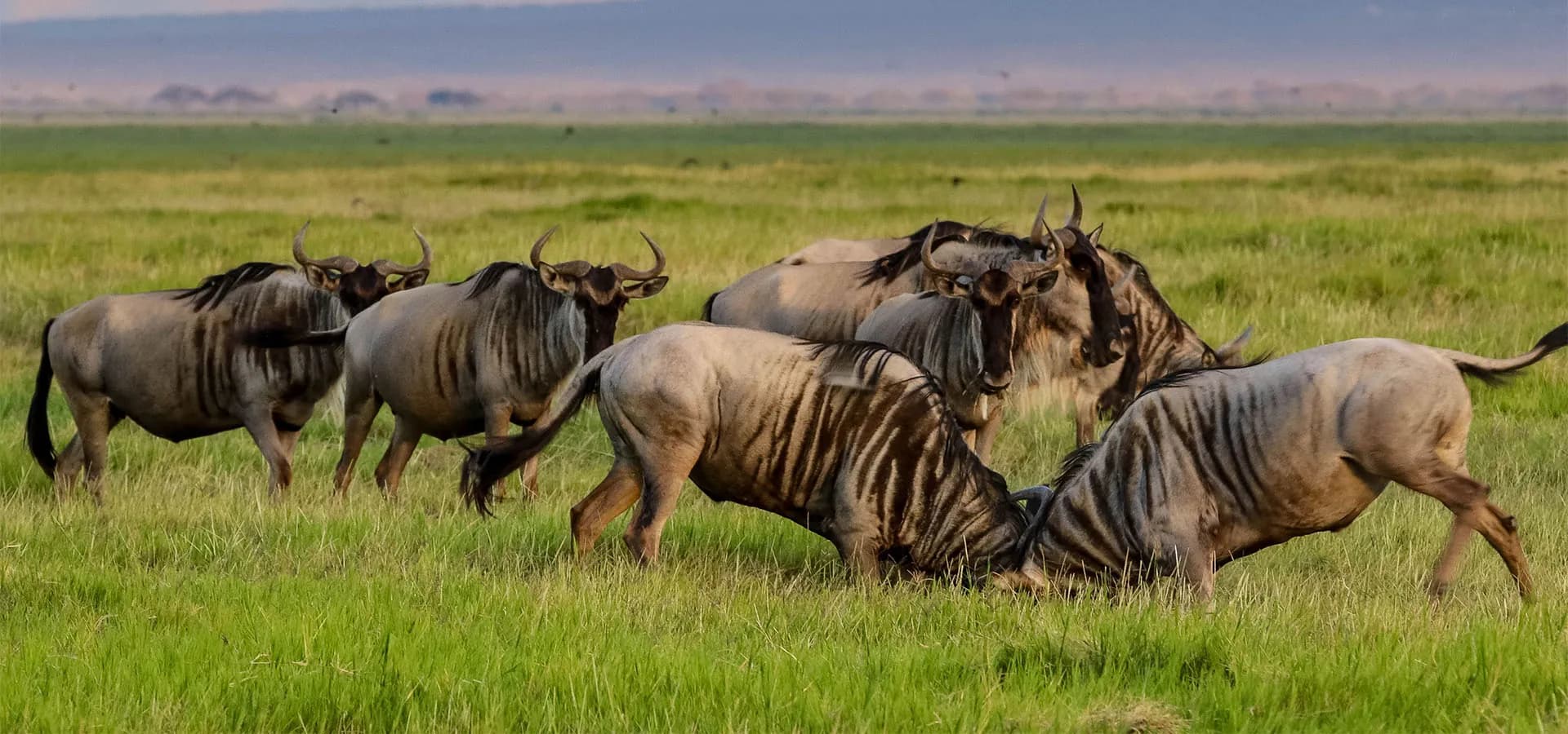 Wildebeest jostling on green grassland