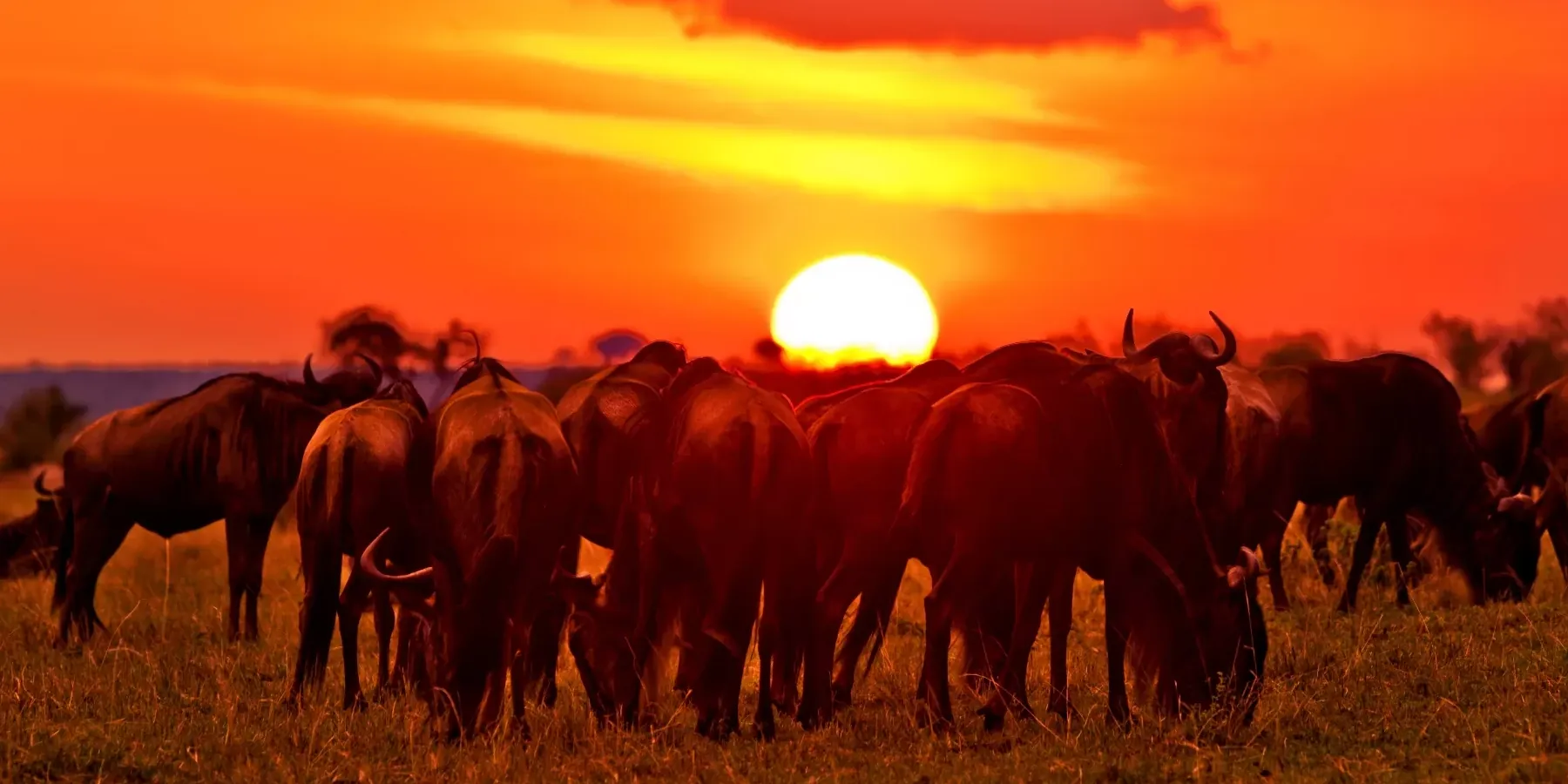 Wildebeest silhouetted against a red sunset
