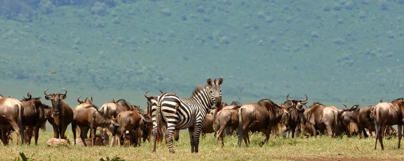 Wildebeest and zebras grazing together