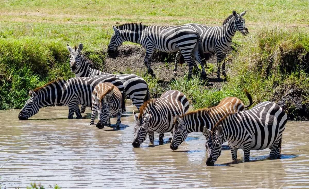Zebras lined up drinking at a waterhole