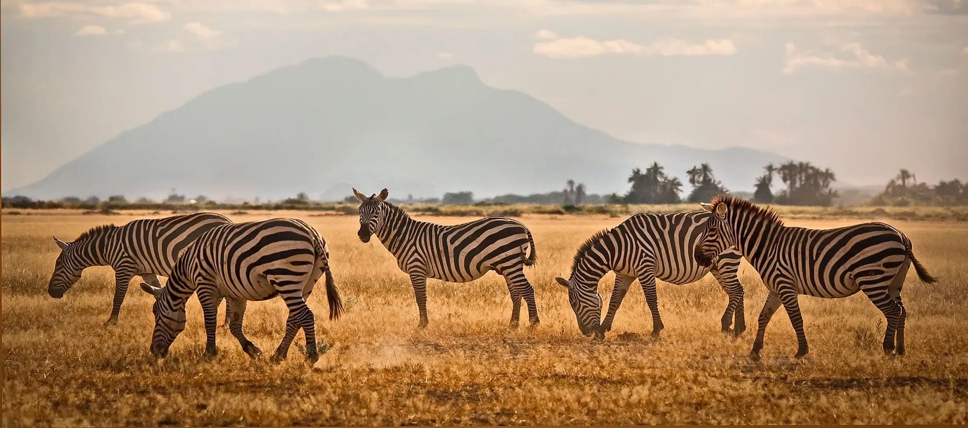 Zebras walking through dust with hills behind
