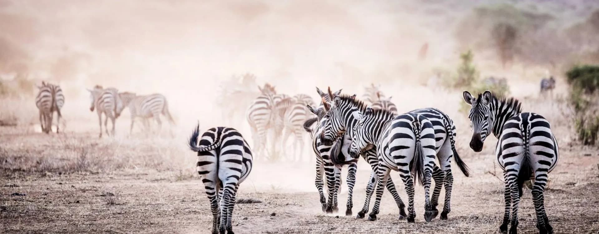 Zebras kicking up dust across a dry plain