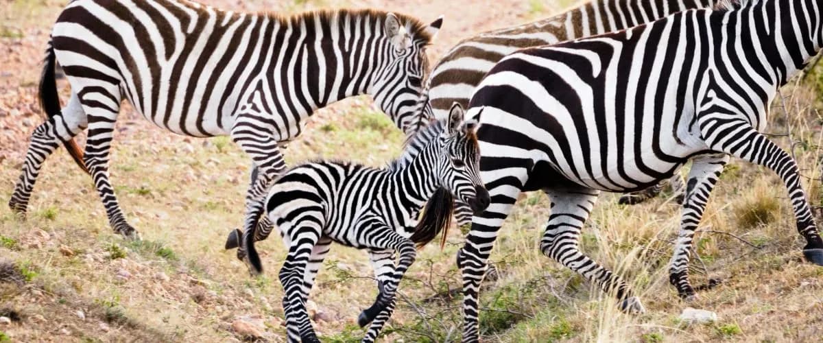 Zebra mare and foal standing close together
