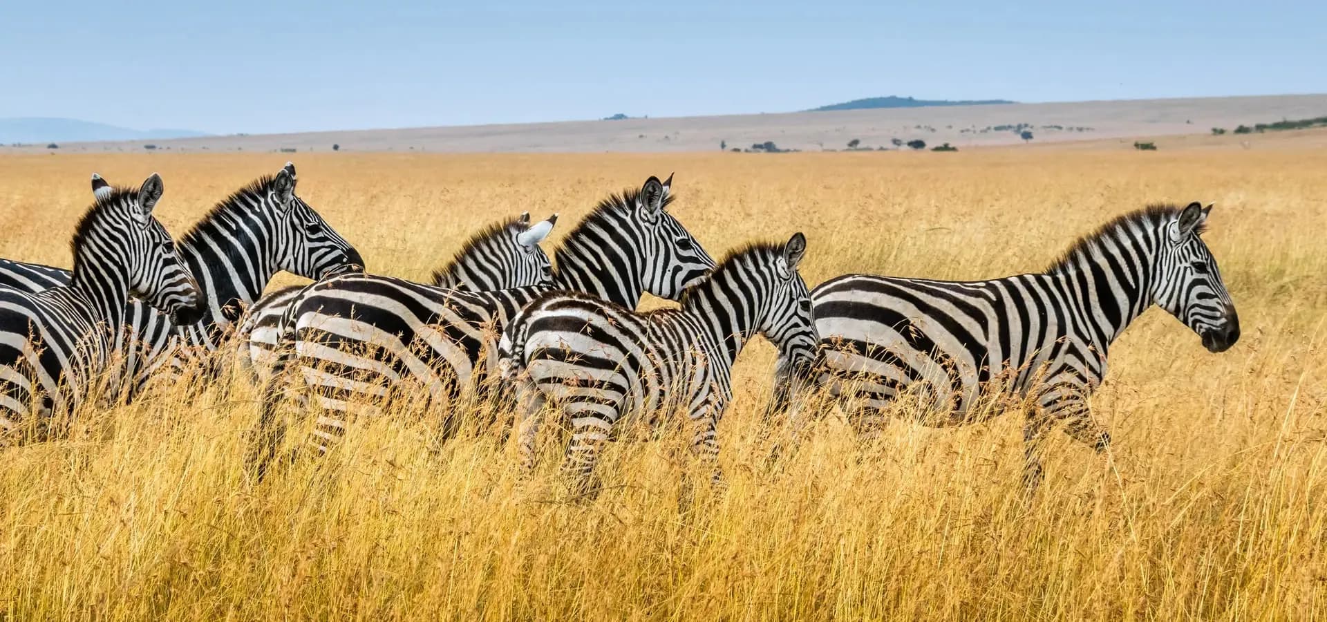Zebras walking through golden grass