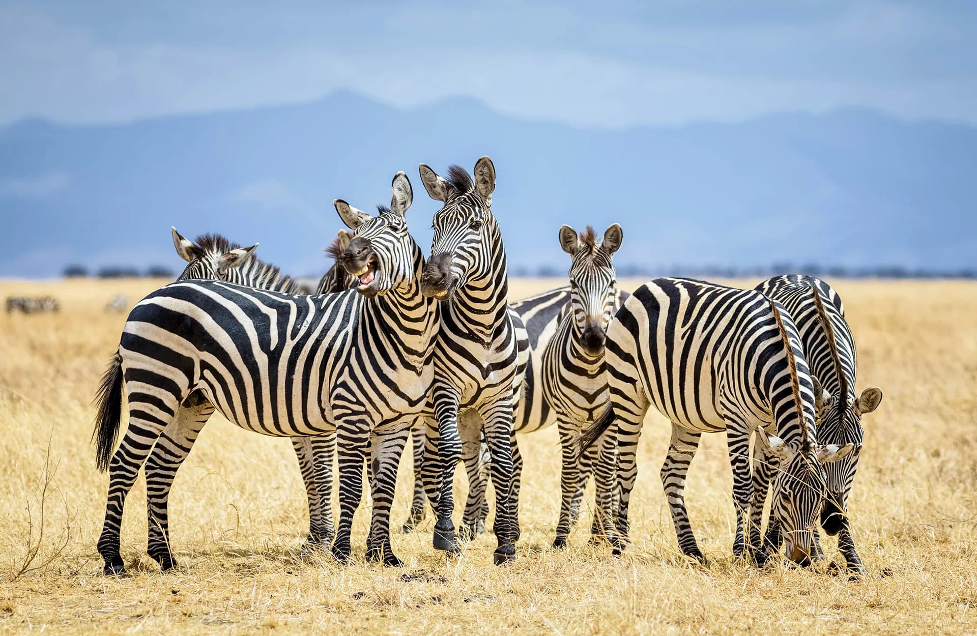 Group of zebras standing close together in dry grass