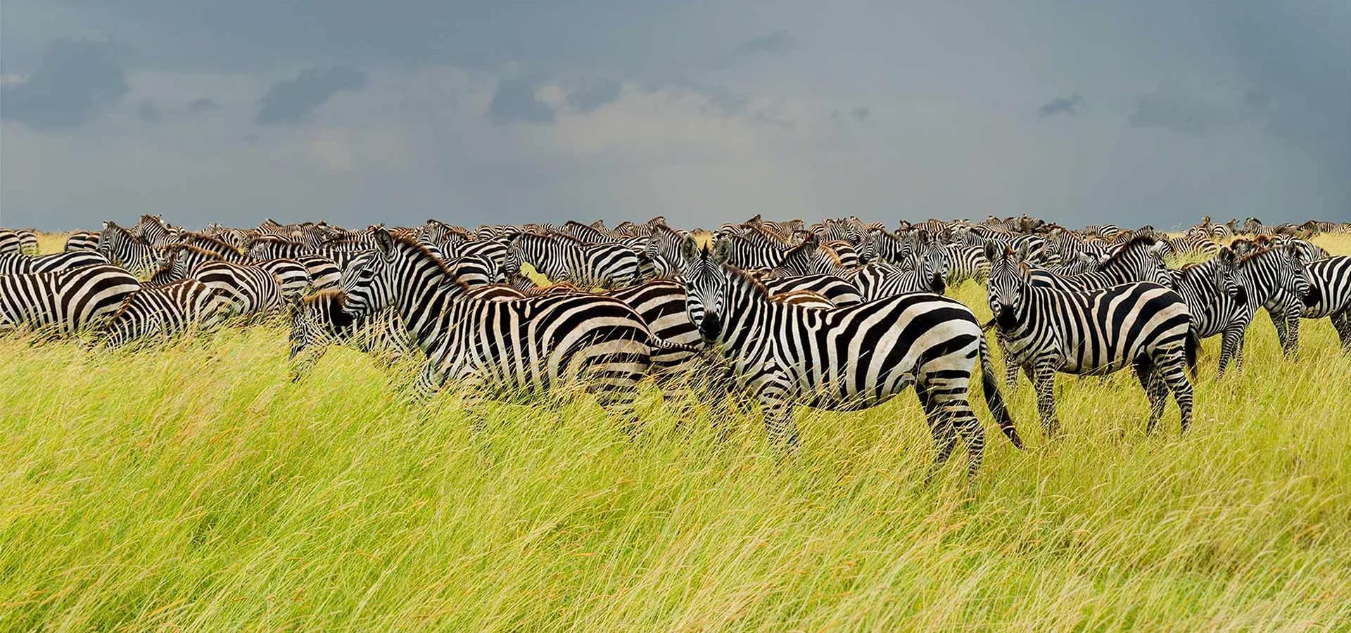 Large zebra herd grazing on green grass