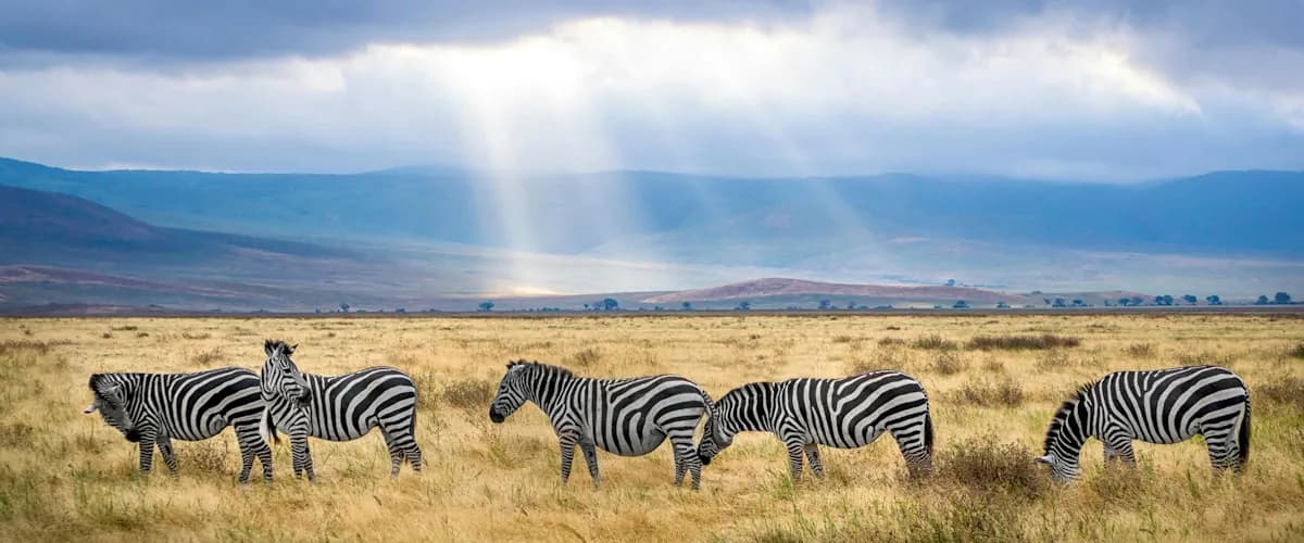 Zebras on open plains under dramatic shafts of light