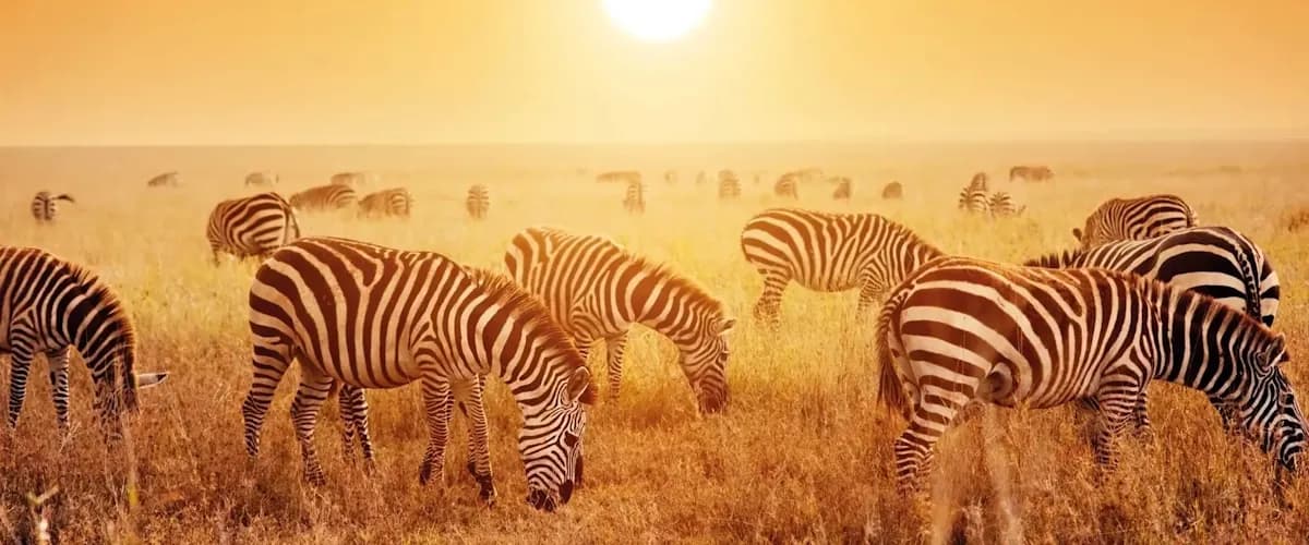 Zebras grazing in golden sunset light