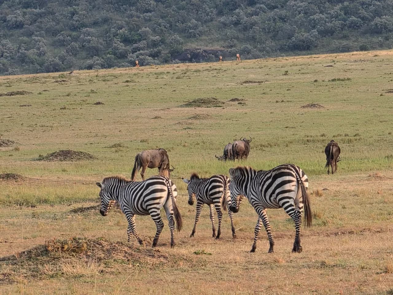 Zebras and wildebeest grazing on short grass plains