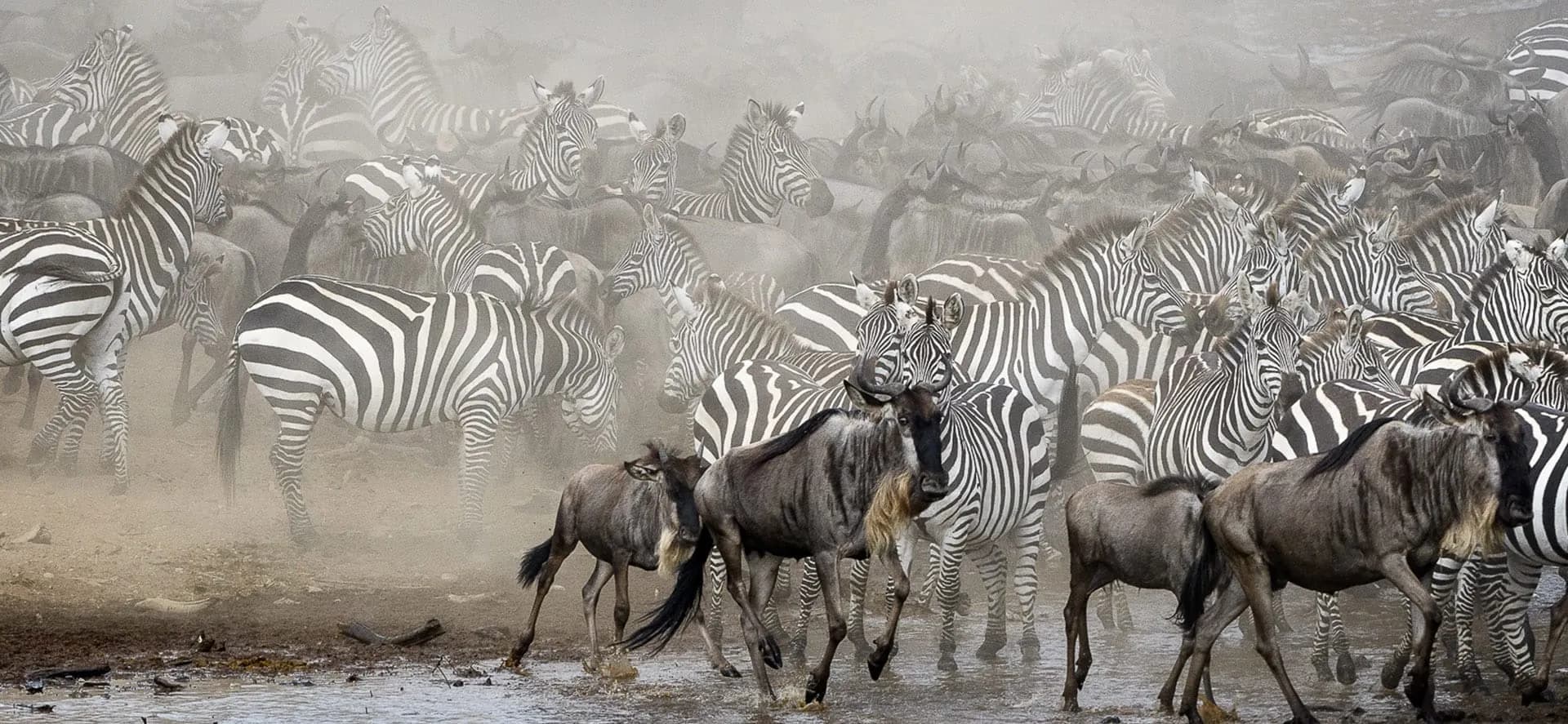 Mixed herd of zebras and wildebeest on the move