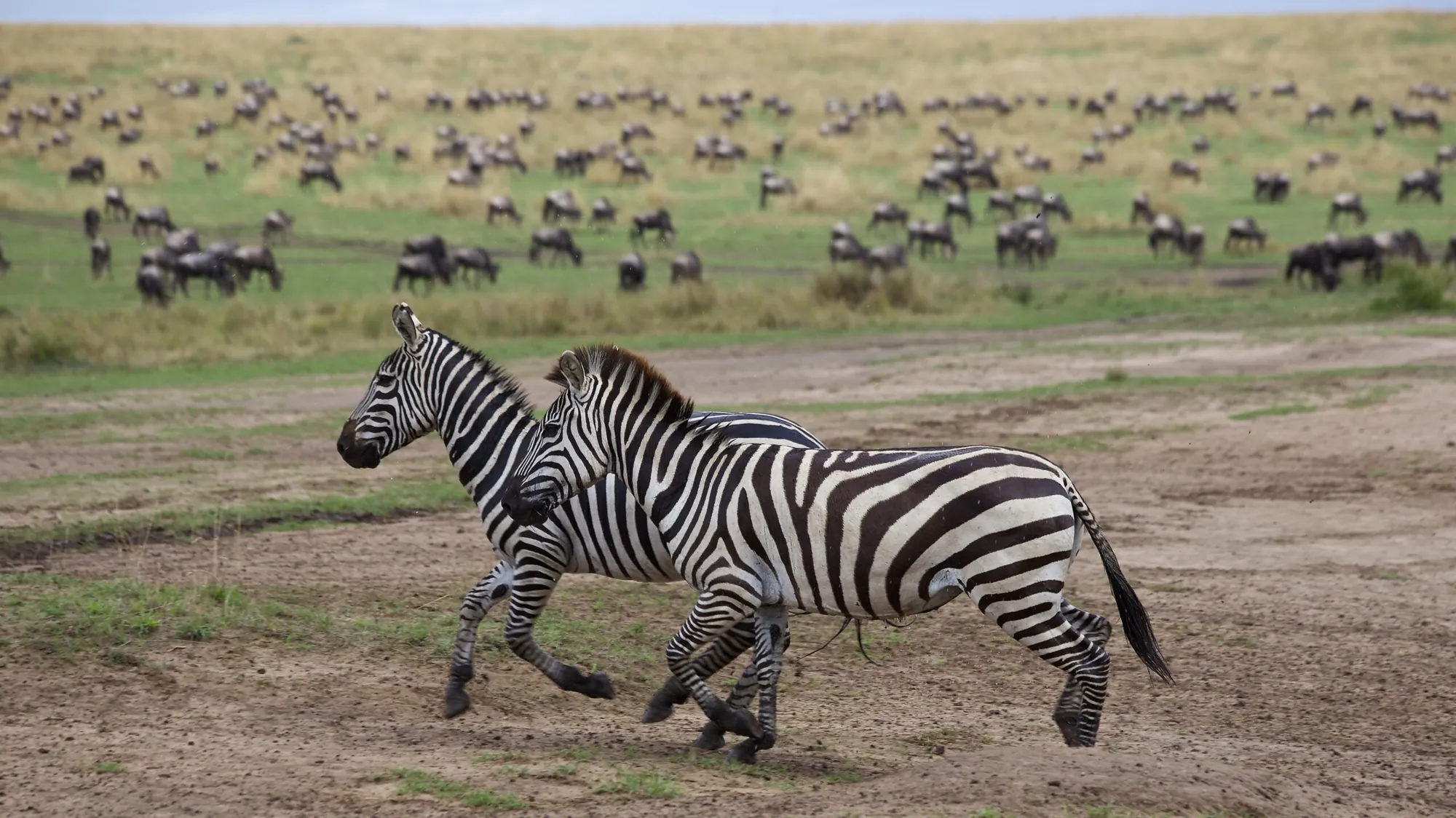 Two zebras trotting in front of a grazing wildebeest herd