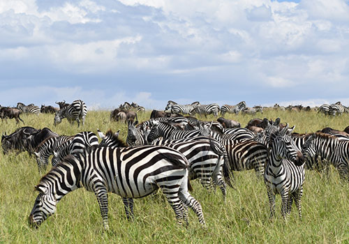 KENYA AND TANZANIA GROUP JOINING SAFARIS 6 10 Days Combined Kenya and Tanzania Masai Mara, Lake Nakuru, Amboseli, Arusha, Lake Manayara, Serengeti, Ngorongoro Crater