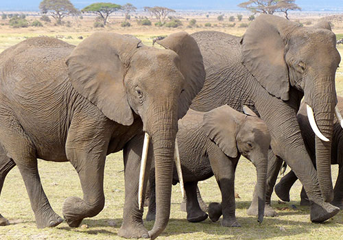 COMBINED KENYA AND TANZANIA TRIPS 8 10 Days Kenya and Tanzania Circuit Safari Lake Nakuru, Masai Mara, Serengeti, Ngorongoro Crater, Amboseli, Nairobi
