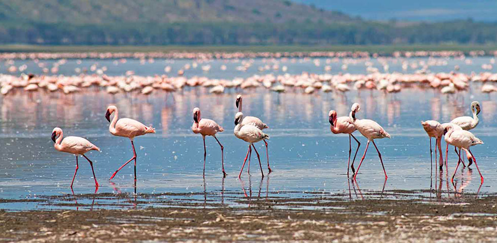 10 Days Kenya and Tanzania Circuit Safari Lake Nakuru, Masai Mara, Serengeti, Ngorongoro Crater, Amboseli, Nairobi 10 Days Kenya and Tanzania Circuit Safari Lake Nakuru, Masai Mara, Serengeti, Ngorongoro Crater, Amboseli, Nairobi