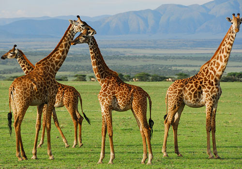 10 Days Kenya and Tanzania Circuit Standard Safari Lake Nakuru, Masai Mara, Serengeti, Ngorongoro Crater, Amboseli and Nairobi