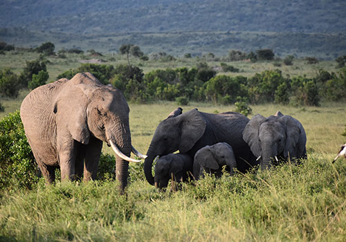 KENYA AND TANZANIA GROUP JOINING SAFARIS 4 10 Days Masai Mara Game Reserve, Lake Nakuru, Amboseli National Park, Arusha, Serengeti, Ngorongoro Crater Budget Safari