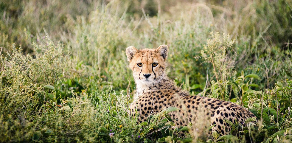 10 Days Masai Mara Game Reserve, Lake Nakuru, Amboseli Nationala Park, Arusha, Serengeti, Ngorongoro Crater Budget Safari 10 Days Masai Mara Game Reserve, Lake Nakuru, Amboseli Nationala Park, Arusha, Serengeti, Ngorongoro Crater Budget Safari