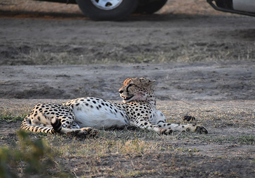 KENYA AND TANZANIA GROUP JOINING SAFARIS 5 10 Days Masai Mara, Lake Nakuru, Amboseli, Arusha, Lake Manyara, Ngorongoro Crater and Tarangire National Park