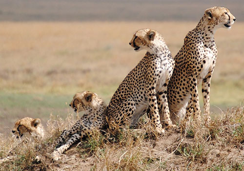 10 Days Standard Safari Masai Mara Game Reserve, Lake Nakuru National Park, Amboseli National Park, Arusha, Serengeti, Ngorongoro Crater
