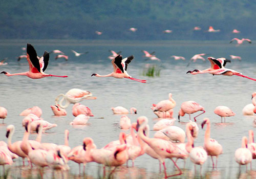 10 Days Standard Safari Masai Mara, Lake Nakuru, Amboseli, Arusha, Lake Manyara, Ngorongoro Crater and Tarangire National Park