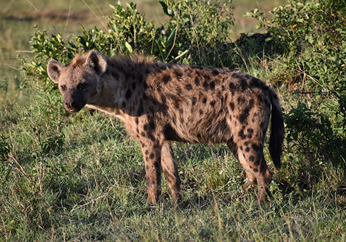 KENYA AND TANZANIA GROUP JOINING SAFARIS 7 11 Days Best of Kenya and Tanzania Budget Safari Masai Mara, Lake Manyara, Amboseli, Arusha, Lake Manyara, Serengeti and Ngorongoro Crater