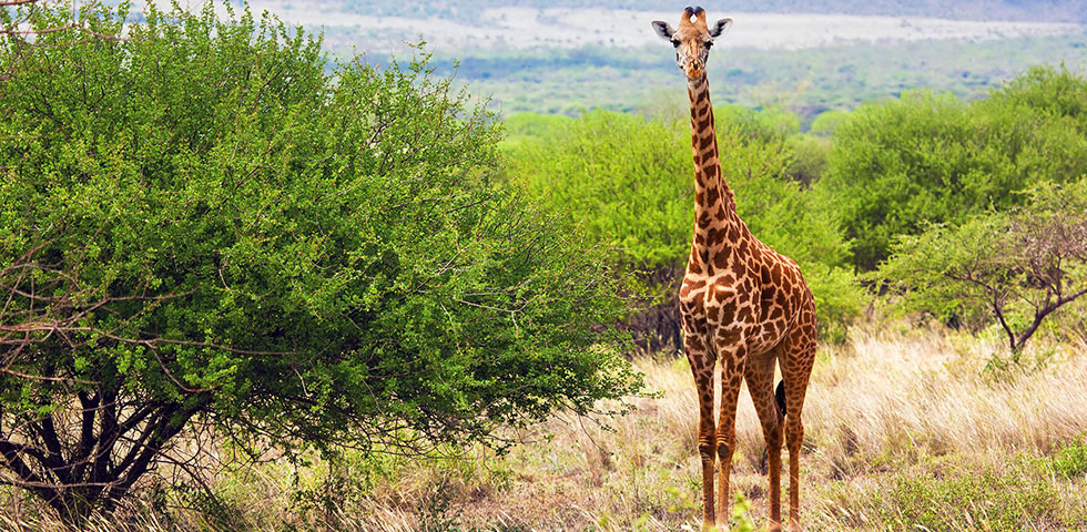 11 Days Masai Mara, Lake Nakuru, Lake Naivasha, Amboseli, Tsavo West / Tsavo East 11 Days Masai Mara, Lake Nakuru, Lake Naivasha, Amboseli, Tsavo West / Tsavo East