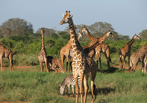KENYA AND TANZANIA GROUP JOINING SAFARIS 9 12 Days Group Joining Masai Mara, Lake Nakuru, Amboseli, Arusha, Tarangire, Ngorongoro Crater, Serengeti National Park and Lake Manyara Budget Safari.