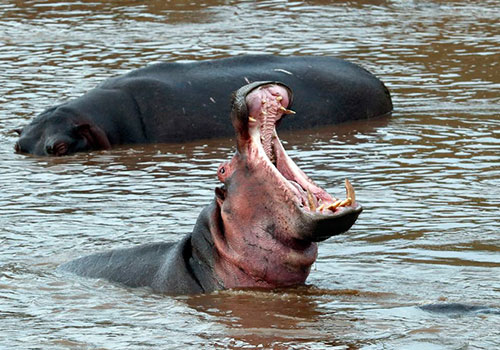 KENYA AND TANZANIA GROUP JOINING SAFARIS 8 12 Days Kenya and Tanzania Masai Mara, Lake Nakuru, Lake Naivasha, Amboseli, Lake Manayara, Serengeti, Ngorongoro Crater and Arusha