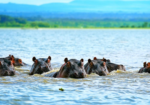 KENYA AANGEPASTE SAFARIS 29 12 Dae Privaat Safari Masai Mara, Naivasha-meer, Bogoria-meer, Nakuru-meer, Samburu, Amboseli