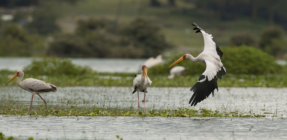 12 Days Private Safari Masai Mara, Lake Naivasha, Lake Bogoria, Lake Nakuru, Samburu, Amboseli 12 Days Private Safari Masai Mara, Lake Naivasha, Lake Bogoria, Lake Nakuru, Samburu, Amboseli