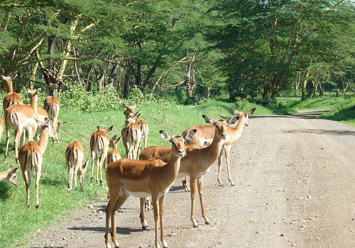 KENYA AND TANZANIA GROUP JOINING SAFARIS 10 13 Days Kenya and Tanzania Safari Masai Mara Game Reserve, Lake Nakuru National Park, Amboseli National Park, Arusha, Tarangire, Ngorongoro Crater, Serengeti National Park and Lake Manyara