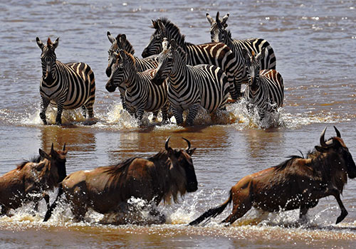 KENYA AND TANZANIA GROUP JOINING SAFARIS 11 14 Days Kenya and Tanzania Budget Safari Masai Mara,Lake Nakuru, Lake Naivasha, Amboseli National Park, Tarangire, Ngorongoro Crater, Serengeti National Park and Lake Manyara National Park