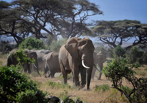 2 Days Kenya Budget Safari Amboseli National Park.