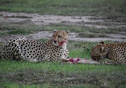 2 Days Kenya Budget Safari to Famous Masai Mara Game Reserve