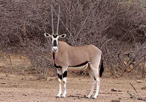 3 Dae Kenya Lodge Safari Samburu National Reserve 3 Dae Kenya Lodge Safari Samburu National Reserve