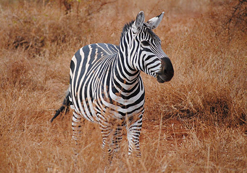 KENYA AANGEPASTE SAFARIS 1 3 Dae Kenya Safari Tsavo East National Park en Tsavo West National Park