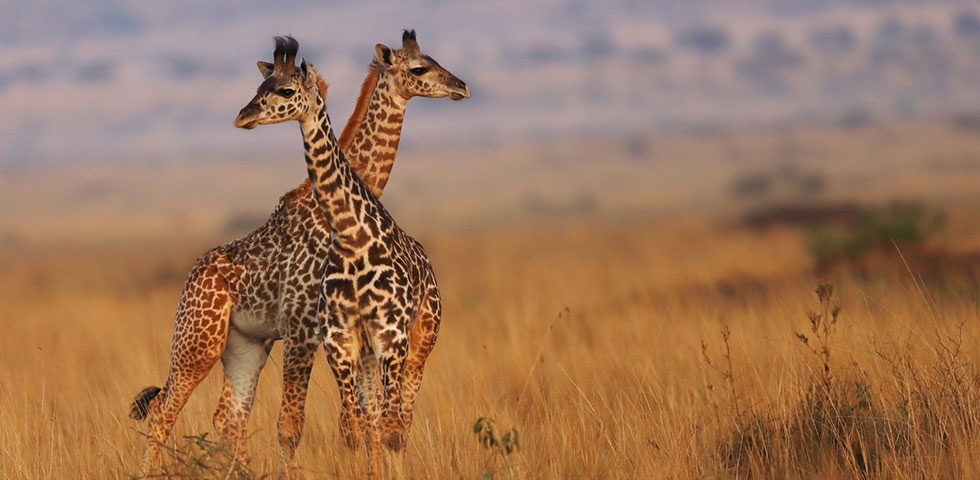 3 Days Kenya Wildlife Safari To Great Masai Mara Game Reserve 3 Days Kenya Wildlife Safari To Great Masai Mara Game Reserve