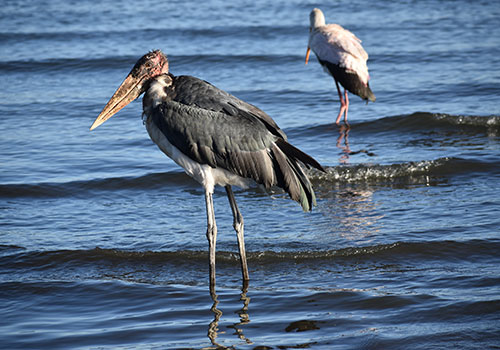 KENYA AANGEPASTE SAFARIS 3 3 dae Lake Nakuru, Lake Naivasha en Mt.Longonot Great Trip
