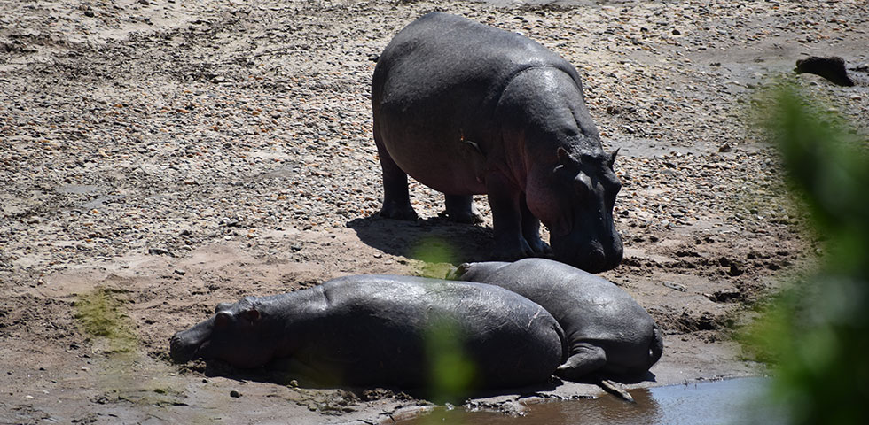 3-Days-Lake-Nakuru,-Lake-Naivasha-and-Mt.Longonot-Great-Trip 3 Days Lake Nakuru, Lake Naivasha and Mt.Longonot Great Trip