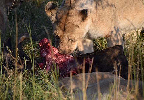 KENYA AANGEPASTE SAFARIS 2 3 dae Masai Mara en die Naivasha-meer-begrotingsafari