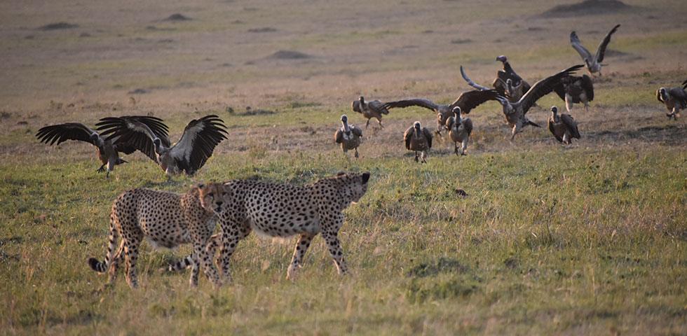 3 Days Masai Mara and Lake Naivasha Budget Safari 3 Days Masai Mara and Lake Naivasha Budget Safari