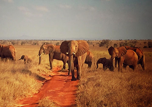 3 Days Package Tsavo East, Tsavo West Kenya Lodge Safari