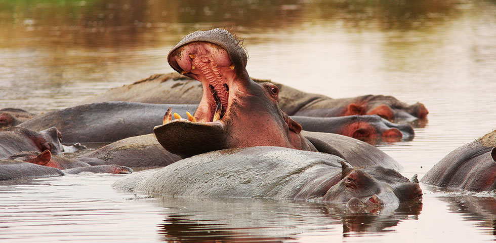 4-Days-Kenya-Budget-Safari-Masai-Mara-and-Lake-Naivasha 4 Days Kenya Budget Safari Masai Mara and Lake Naivasha