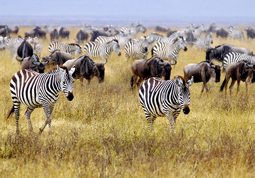 AANVANGENDE GROEPPAKKET SAFARIS KENYA 4 4 Dae Kenya Safari na Groot Masai Mara Wildreservaat
