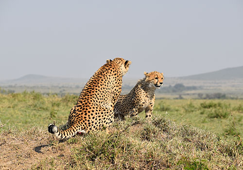 4 Days Kenya Safari Nairobi, Amboseli, Tsavo West and Tsavo East