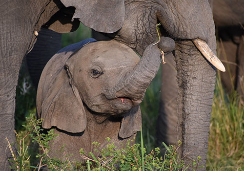 KENYA AANGEPASTE SAFARIS 6 4 Dae Kenia Safari Tsavo-Oos, Amboseli Nasionale Park en Saltick