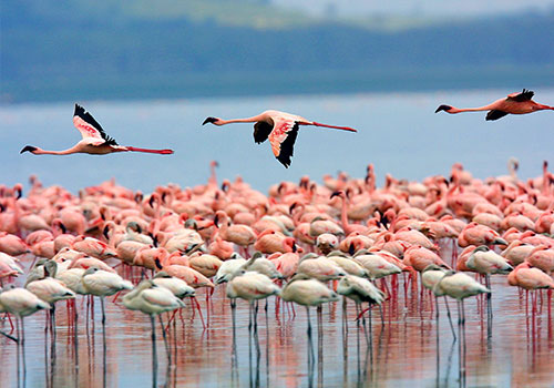 AANVANGENDE GROEPPAKKET SAFARIS KENYA 2 4 Dae Kenya Wildlife Safari tot die beroemde Masai Mara en Nakuru-meer.